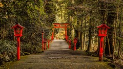 Landscapes nature Trees Japan path lanterns forests torii hakone