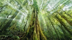 Landscapes nature Trees jungle sun rays forests mystic dawning