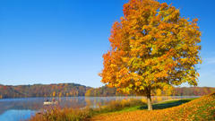 Landscapes nature Trees lakes