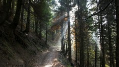 Landscapes nature Trees land pathway