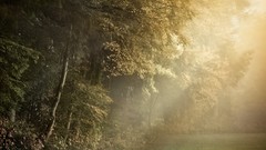 Landscapes nature Trees light growth morning young Wood beams