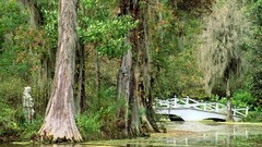 Landscapes nature Trees Magnolia plantation Bridges lakes 