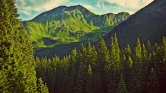 Landscapes nature Trees Mountains clouds forests pine trees 