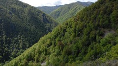 Landscapes nature Trees Mountains Green Spain forests asturias 