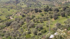 Landscapes nature Trees Mountains Italy calabria