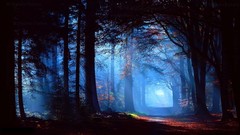 Landscapes nature Trees paths sun rays autumn leaves