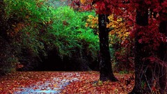 Landscapes nature Trees pathway multicolor autumn leaves forests