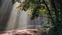 Landscapes nature Trees Plants area roads forests mississippi 