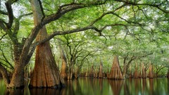 Landscapes nature Trees rivers forests cypress sanctuary