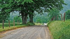 Landscapes nature Trees roads