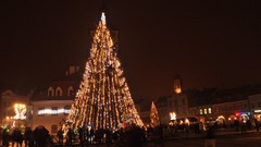Landscapes nature Trees romania Brasov