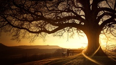 Landscapes nature Trees silhouettes