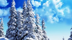 Landscapes nature Trees snow clouds sky azure fir