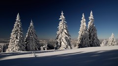 Landscapes nature Trees snow sun blue sky dark branches 