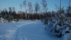Landscapes nature Trees snow winter evening footpath fir
