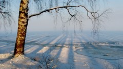 Landscapes nature Trees snow winter Kalyazin