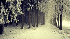 Landscapes nature Trees snow winter paths forests snowy trees