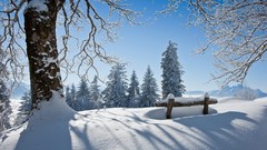 Landscapes nature Trees snow winter thick the sun large breasts 