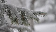 Landscapes nature Trees snow winter white fir