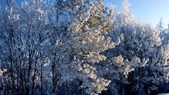 Landscapes nature Trees snow winter white Frozen lithuania 