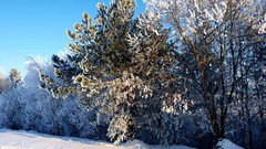 Landscapes nature Trees snow winter white Frozen lithuania 