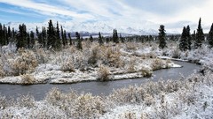 Landscapes nature Trees spruce willow savage