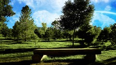 Landscapes nature Trees sun clouds vegetation Plants skies