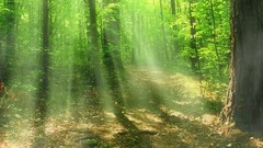 Landscapes nature Trees sun light beams inspiration