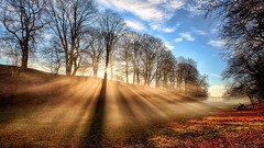 Landscapes nature Trees sun rays dawning