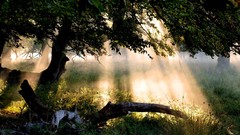 Landscapes nature Trees sunlight