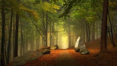 Landscapes nature Trees trail paths autumn leaves forests 