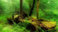 Landscapes nature Trees trunk Green Plants brown mist forests 