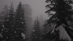 Landscapes nature Trees winter forests evergreens