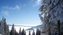 Landscapes nature Trees winter forests snow landscapes 