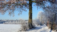 Landscapes nature Trees winter sky land frost hoarfrost shadows