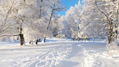 Landscapes nature Trees winter track hoarfrost snow-white gray 