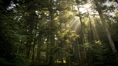 Landscapes nature Trees yellow Green Enchanted sun rays forests 