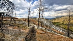 Landscapes nature Trees Yellowstone National Park minerals 