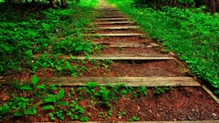 Landscapes nature vegetation cross Earth Wood paths