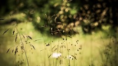 Landscapes nature vegetation Herbs stalks