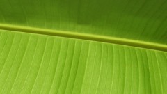 Landscapes nature vegetation Plants