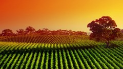 Landscapes nature vineyard fields sunlight