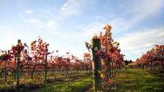 Landscapes nature vineyard plantation ranks