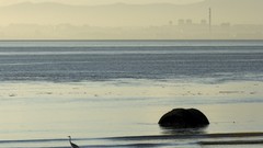 Landscapes nature water rivers herons