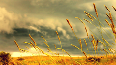 Landscapes nature wheat