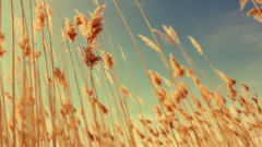 Landscapes nature wheat depth