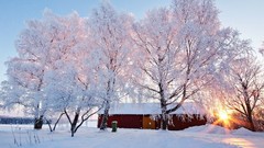 Landscapes nature winter House sunlight snowy trees