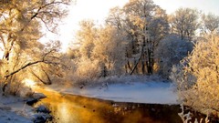 Landscapes nature winter light orange Wood hoarfrost gray hair