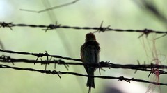Landscapes nature wire Birds Wild wildlife barb wire