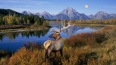 Landscapes nature Wyoming elk Bull national park rivers 